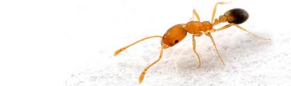 Elpha Ant
