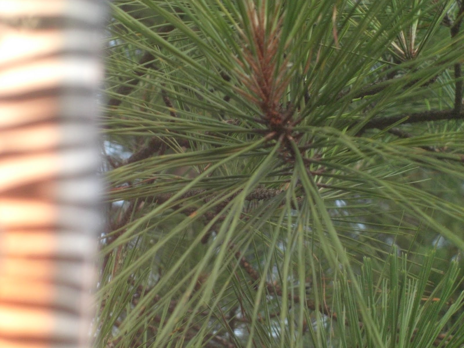 STHS AP Biology LeafGymnosperm