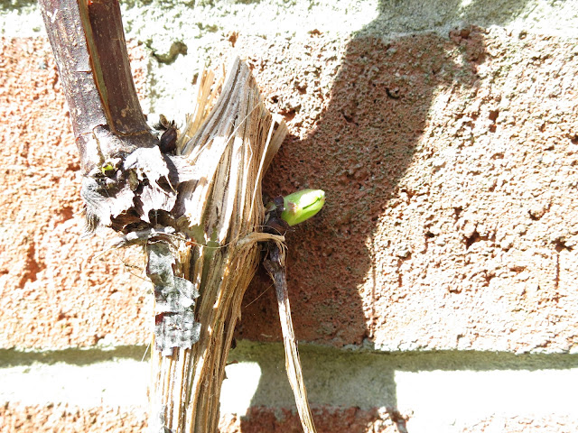 New shoot on Clematis armandii against a brick wall in bright light.