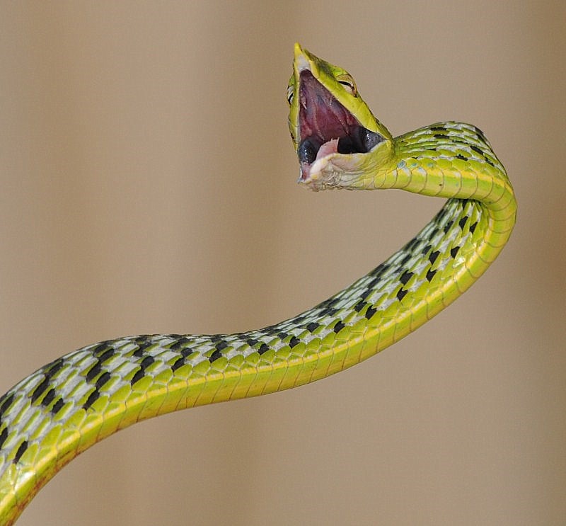 Many Means Green Vine Snake
