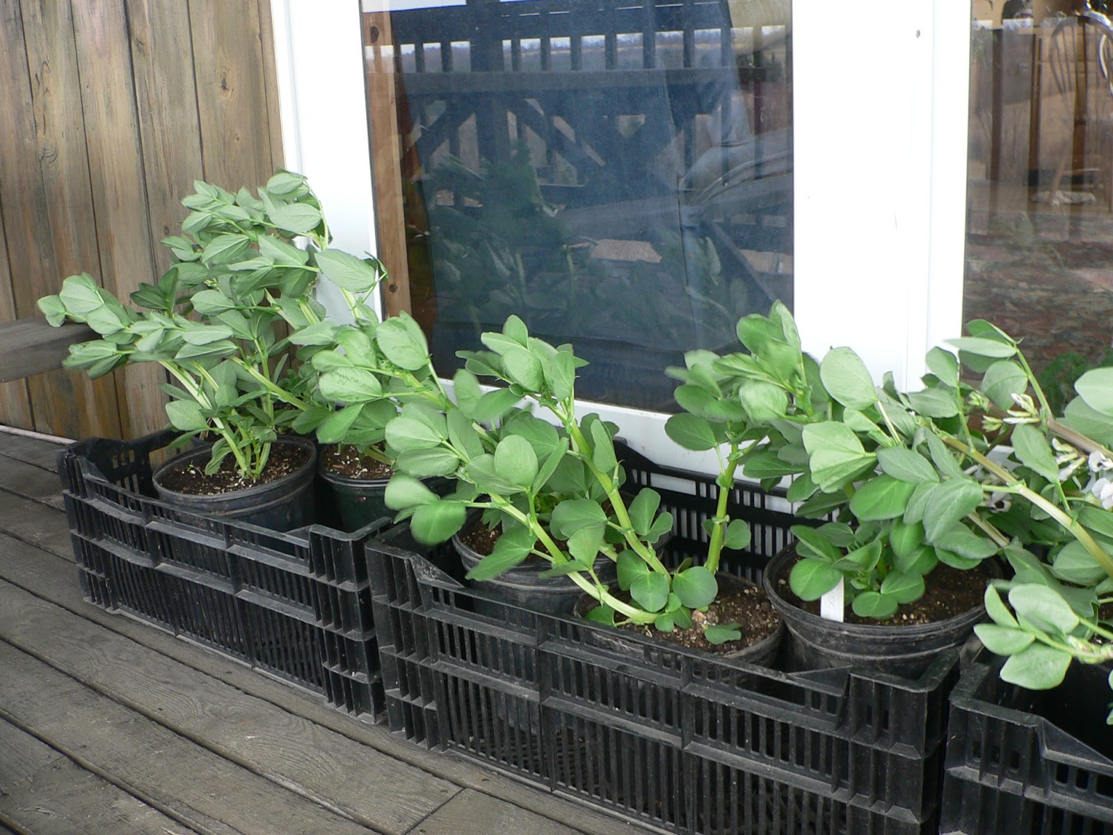 Master Gardeners of Tompkins County, NY Growing Fava Beans in Upstate
