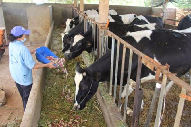 Nông dân “bao vây” Dalat Milk đòi nợ 4 tỉ tiền sữa
