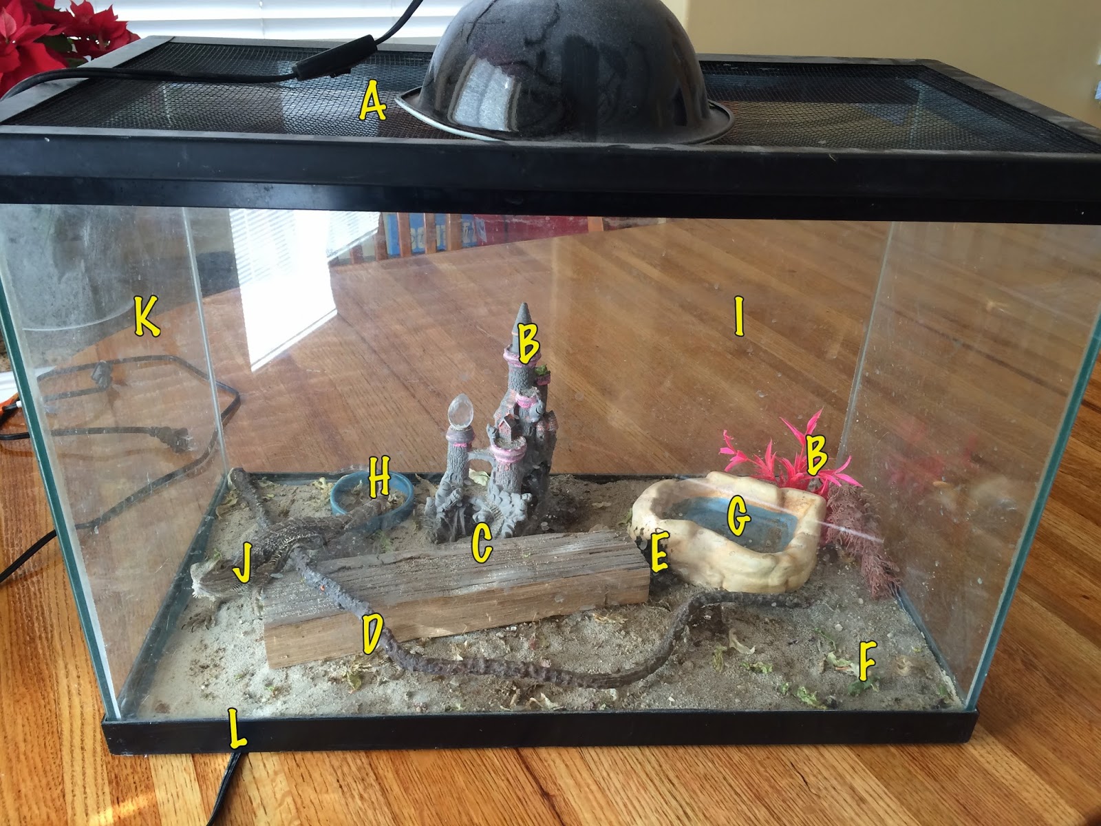 bearded-dragon-tank