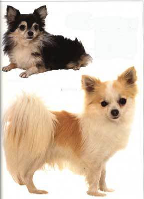 Dog Shop Online Anjing Chihuahua