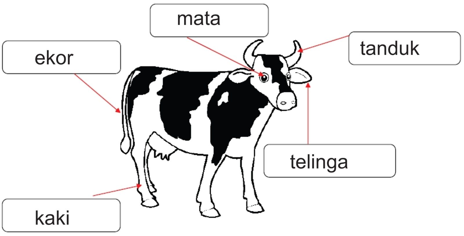 Tai Siew Chin D20102044651 EL-P04: Bahagian-bahagian tubuh haiwan