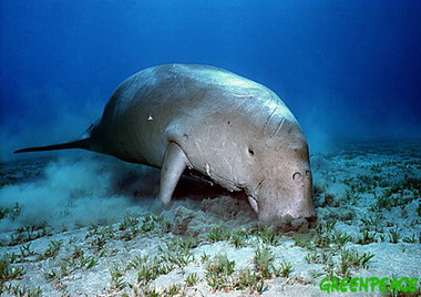 A dugong