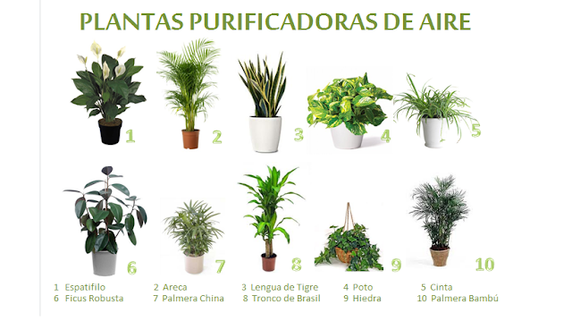 Plantas Purificadoras de Aire