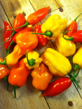 Habaneros