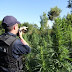 Vlora Police destroyed 1,316 narcotic plants