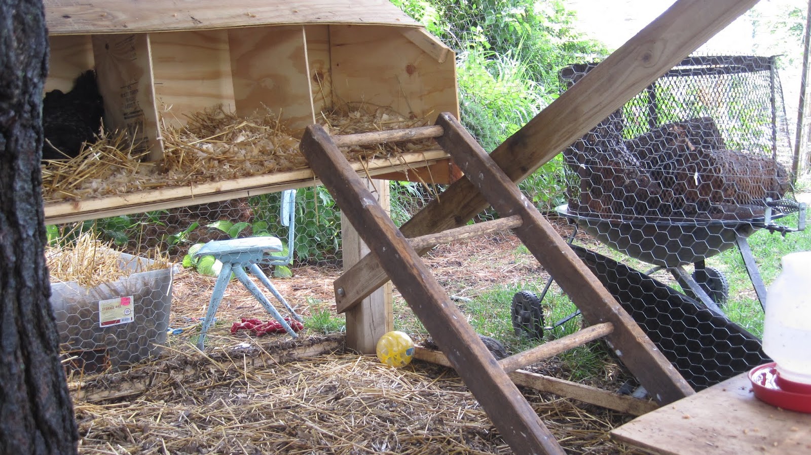 Chicken Roost Diy The diy, reuse roosting bar