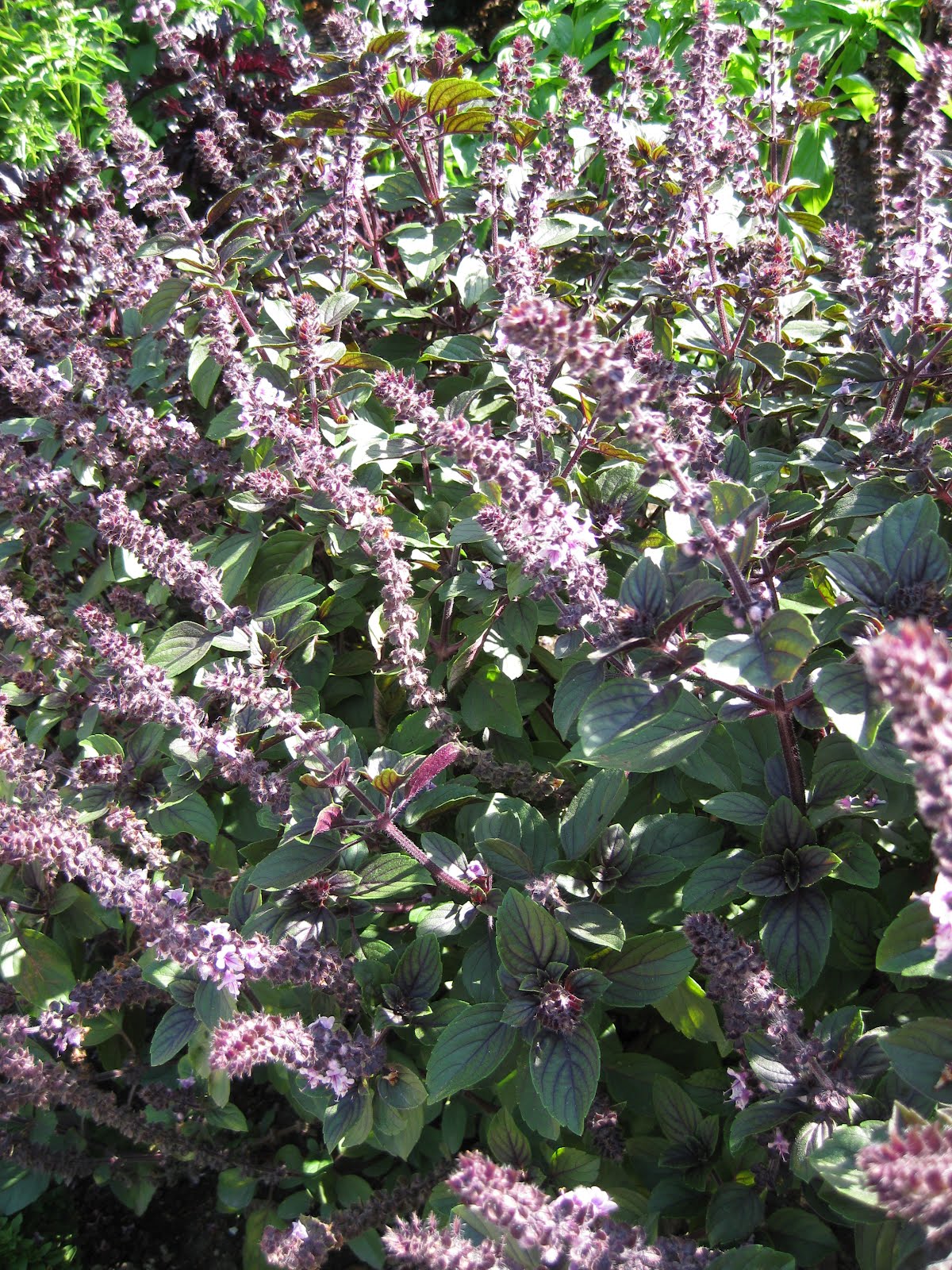 Rotary Botanical Gardens Hort Blog The Ornamental Side Of Basil