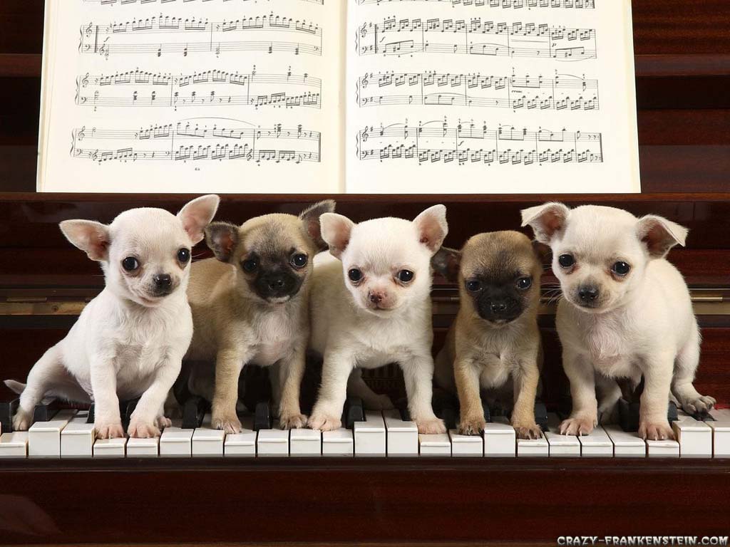 Cute Animal Wallpapers | Top HD Wallpapers