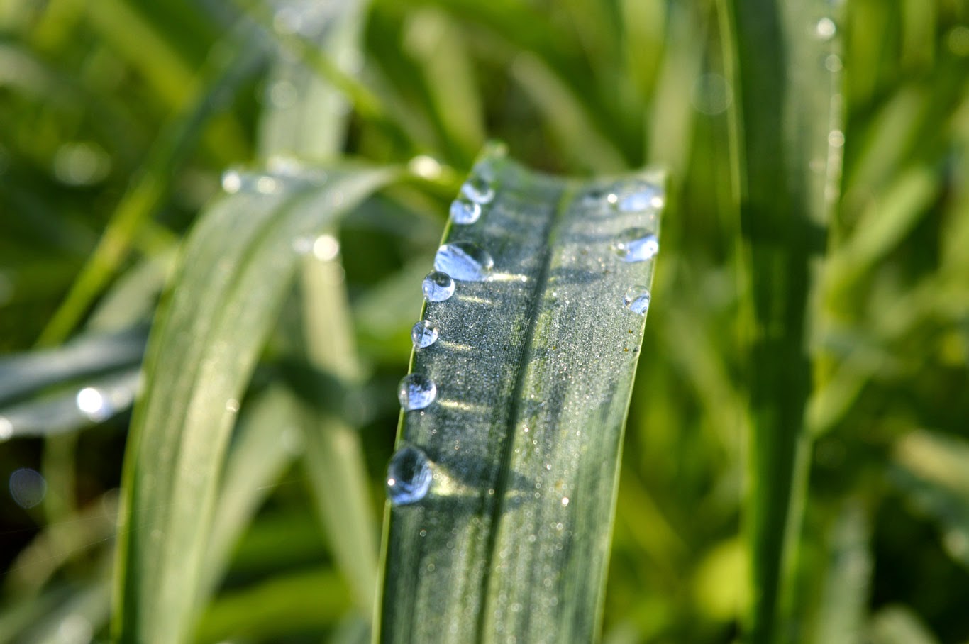 small drops on leaf as diamond on sunrise water drop wallpaper
