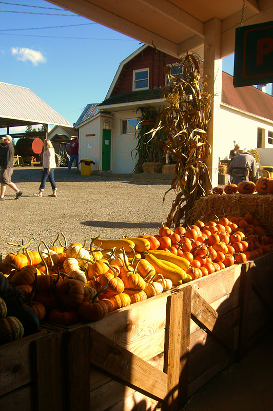 Around Puget Sound and Beyond October Bob's Corn and Pumpkin Farm