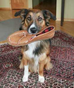 How to Stop Dog From Chewing How to Stop Dog From Chewing