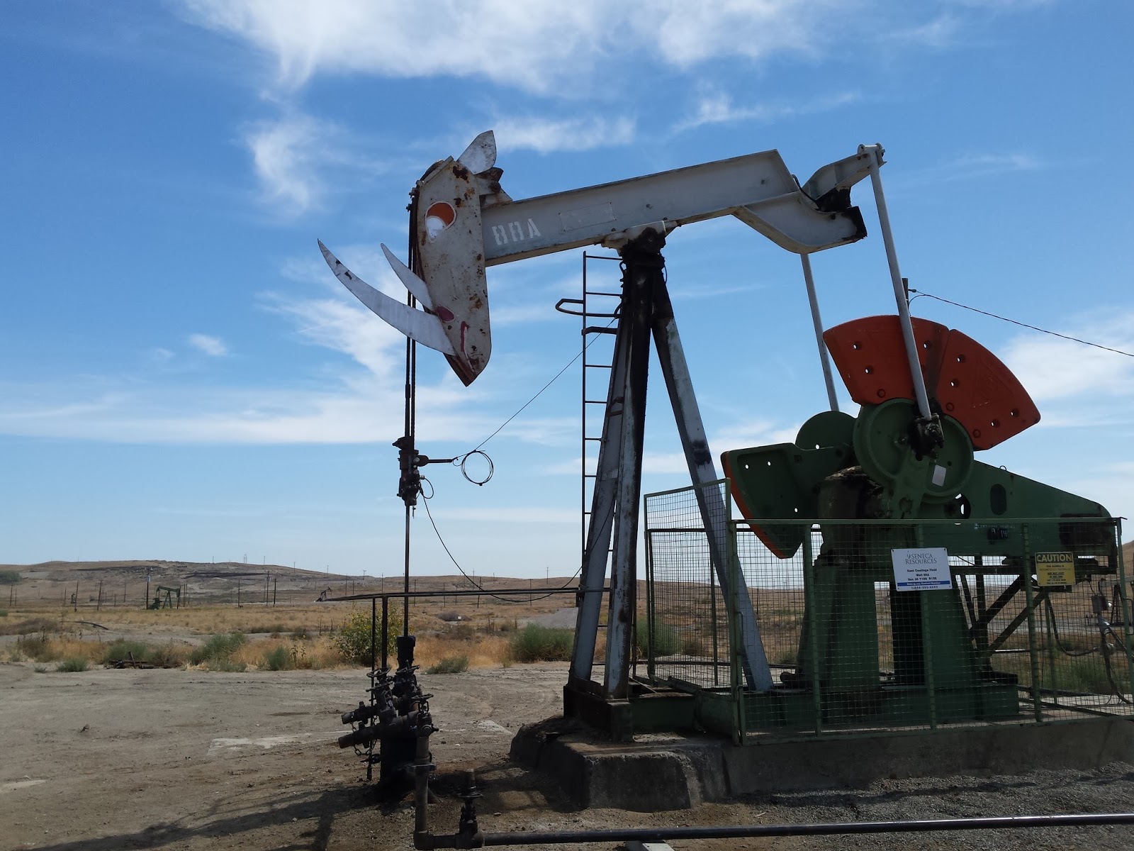 THE CAT'S PERSPECTIVE OF READING, WRITING AND LIFE. Horses and Horned