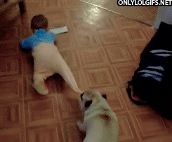 Animals vs kids (40 gifs), animals being jerks gif, pug drags baby boy