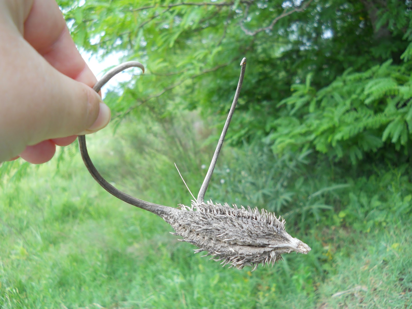Ibicella lutea fruit