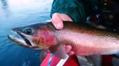 Coeur d'Alene River Cuttie fly fish Idaho; flies fishing; fly fishing; fly fishing equipment; fishing flies; fishing gear; trout flies; salmon flies; fly fishing Idaho; flies for sale; Idaho fly fishing; flyfishing flies; fishing flys