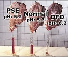 So sánh độ pH của 3 loại thịt heo khác nhau.