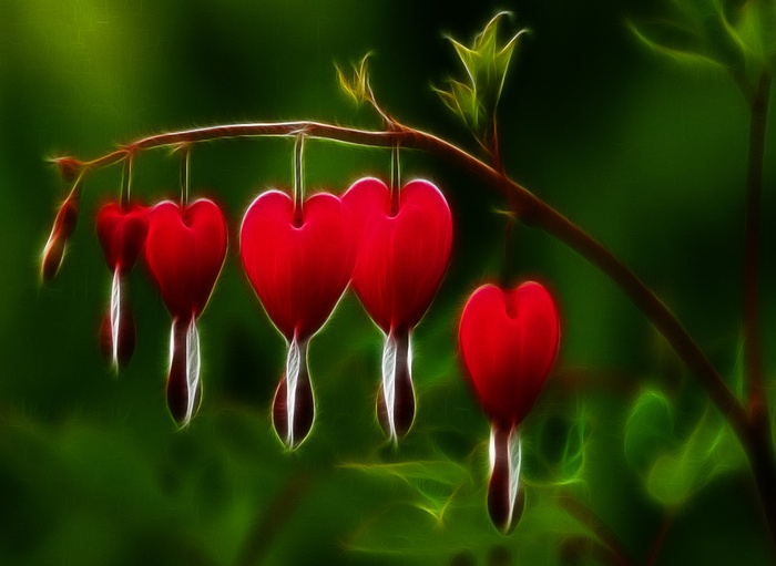 Solamente una flor...