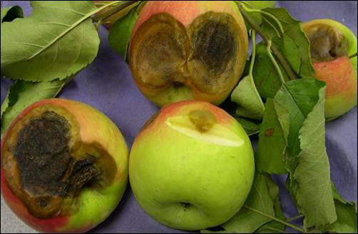 Fruit Fungus