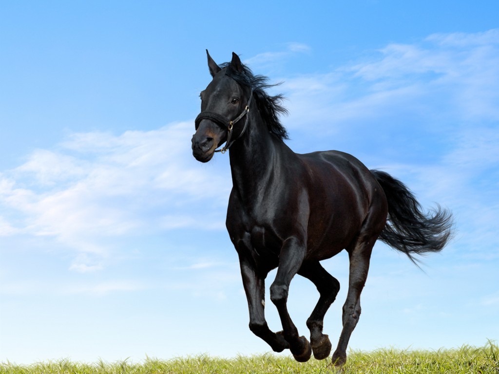 black horse