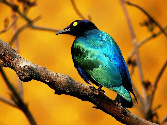 அழகிய பறவைகள் (Beautiful-Bird-Wallpaper) Beautiful+Birds+Wallpapers+%25284%2529