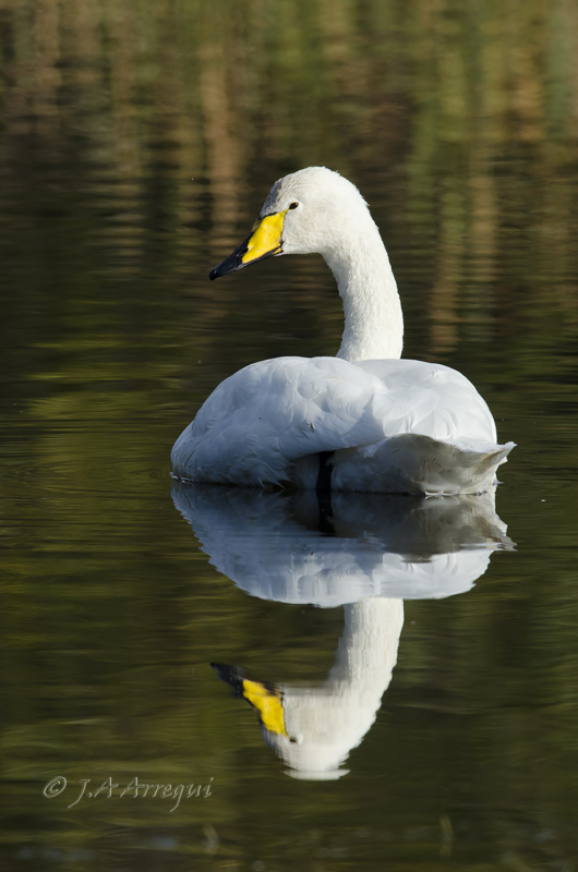 Cisne cantor, Cygnus cygnus, Whooper Swan Cisne cantor, Cygnus cygnus, Whooper Swan