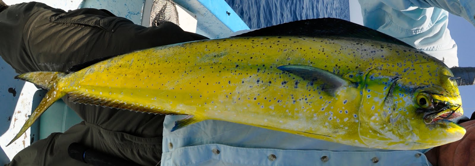 Steel Stuff You Catch in Mexico When Not Catching Roosterfish