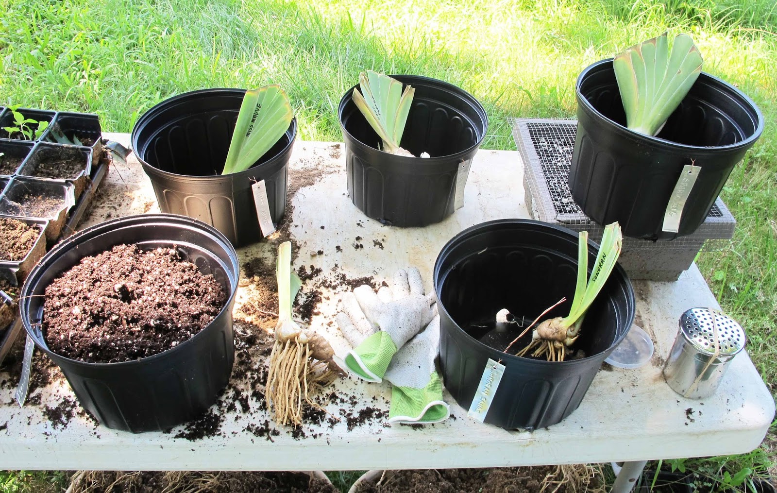 How to Plant Iris Rhizomes From the Gardens at Laughingstock