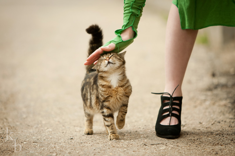 Поговорим о кошках41