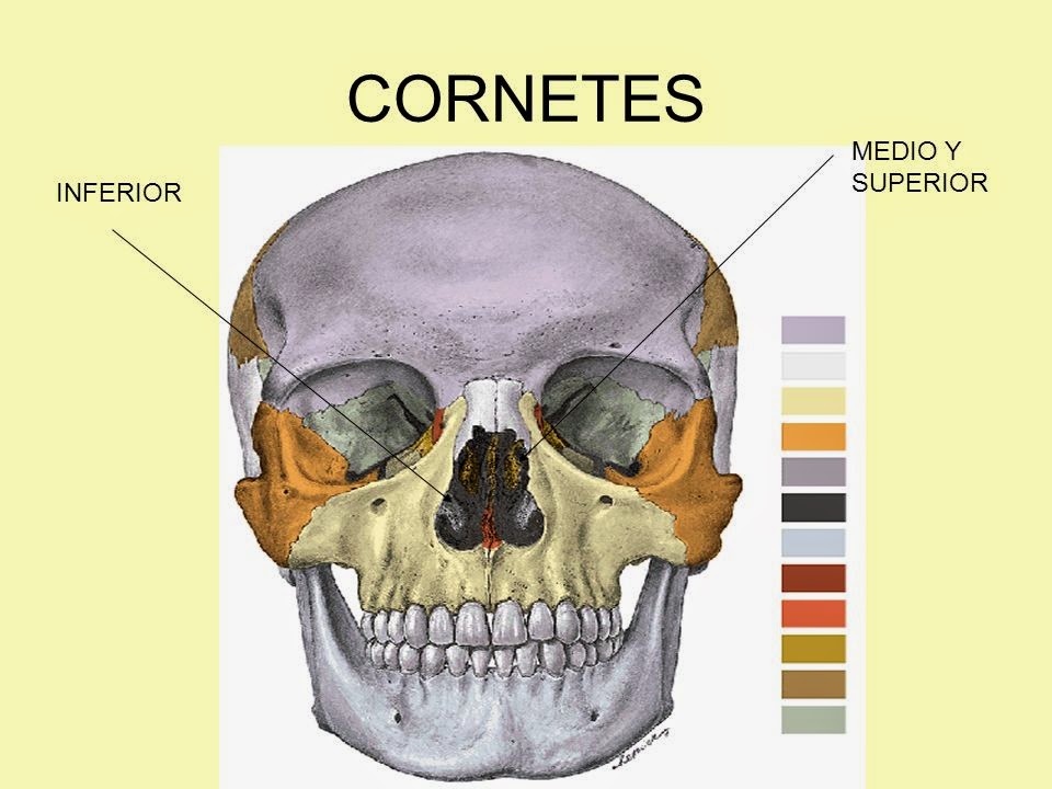 Hueso Inferior Huesos Del Maxilar Superior Huesos De La