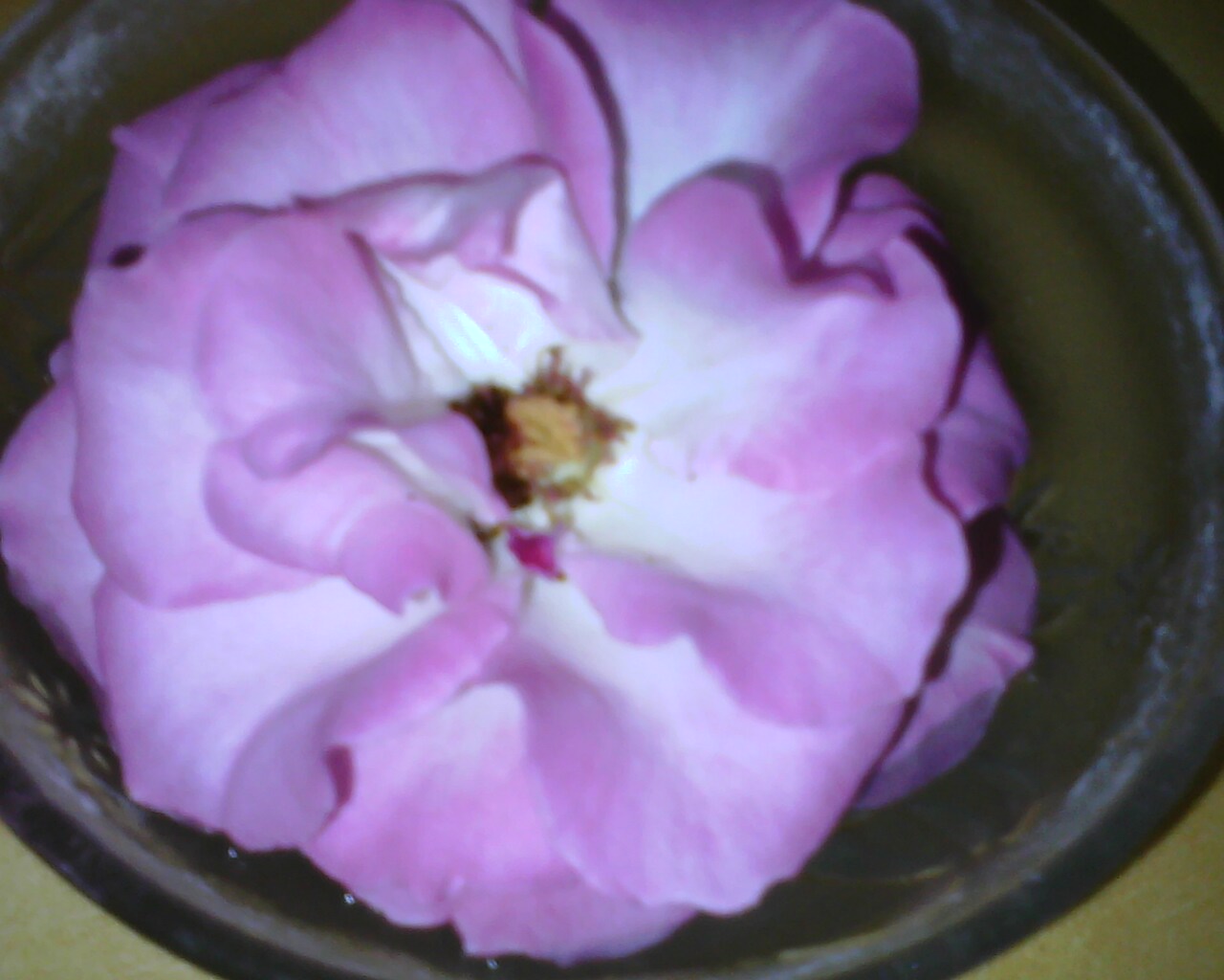 Garden Care Simplified How to preserve Freshly Cut Rose Flowers