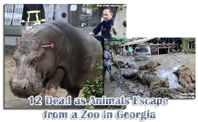 12 Dead as Animals Escape from a Zoo in Georgia 12 Dead as Animals Escape from a Zoo in Georgia