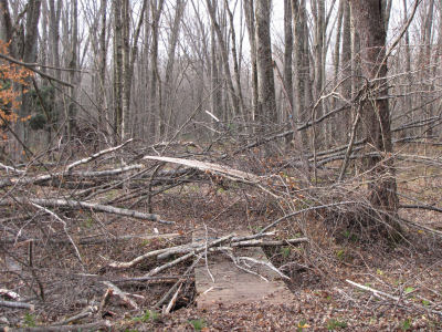 broken tree across trail