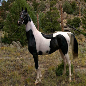 Pinto Horse Pictures