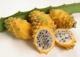JUAL BIBIT BUAH NAGA
