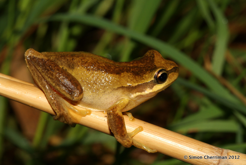 iNSiGHT News Frogs in Victoria