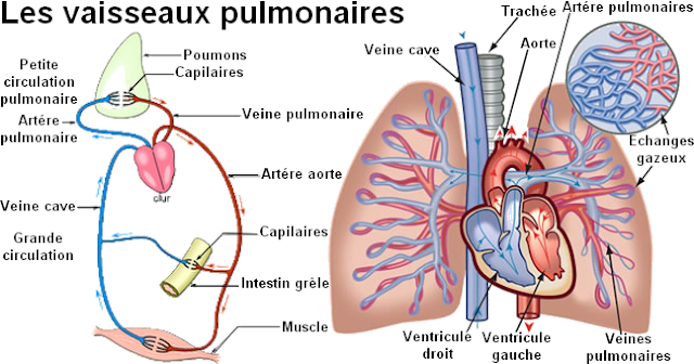 Les symptômes à la varicosité des veines des membres inférieurs