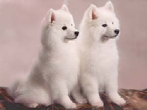 American Eskimo Dog American Eskimo Dog
