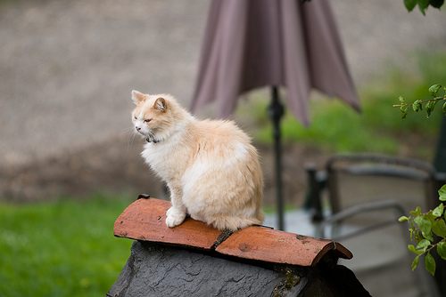 Gato e chuva, será que é uma boa combinação?