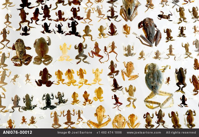 The Vanishing Amphibian Species by Joel Sartore_MyClipta