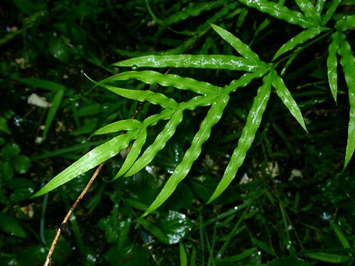 Cỏ seo gà