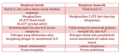 Perbedaan Respirasi Aerob dan Anaerob Pada Makhluk Hidup ...