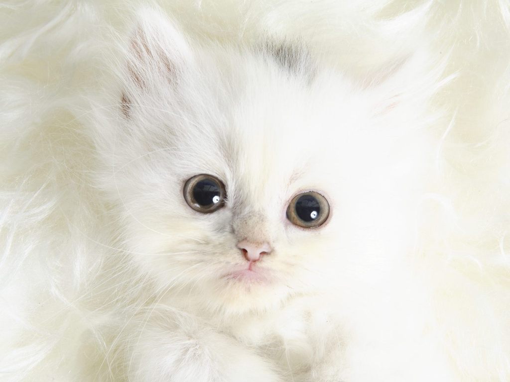http://4.bp.blogspot.com/-uU7ywYo6CF8/T79Y1EnA_VI/AAAAAAAAAk4/4qRM2BAbE4w/s1600/cute-desktop-backgrounds-5.jpeg