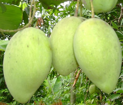 THUỐC TRỊ NÁM DA TỪ QUẢ XOÀI XANH BẠN ĐÃ BIẾT CHƯA? THUỐC TRỊ NÁM DA TỪ QUẢ XOÀI XANH BẠN ĐÃ BIẾT CHƯA?
