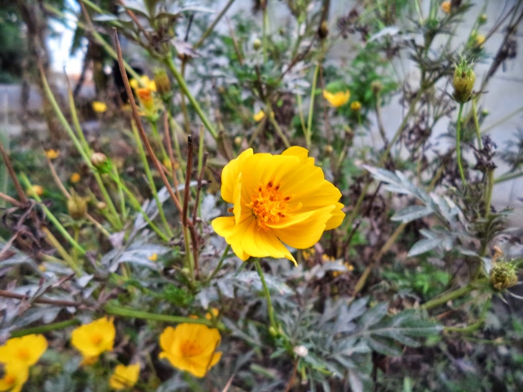 Beautiful bright yellow colored flower Beautiful bright yellow colored flower
