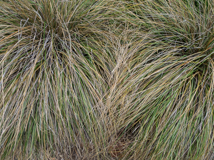 Coppicing deer grass rejuvenates it so fast!