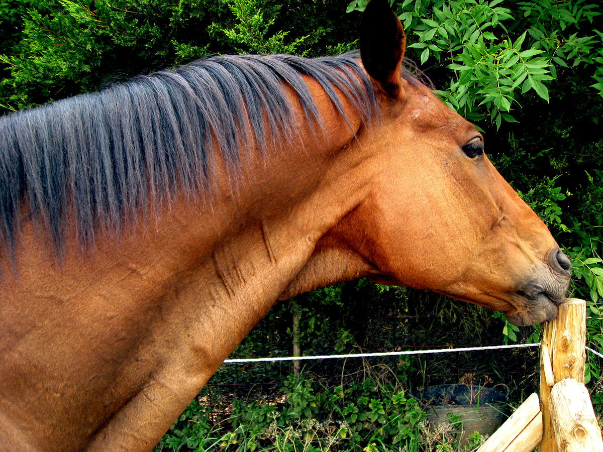My Equestrian World Stopping a Cribber